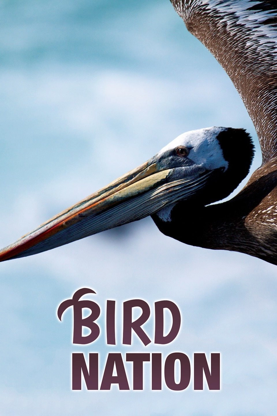 Bird Nation