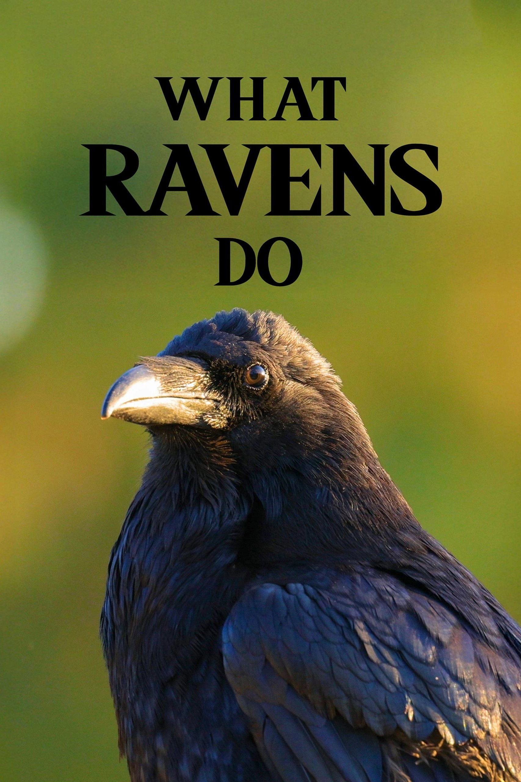 What Ravens Do