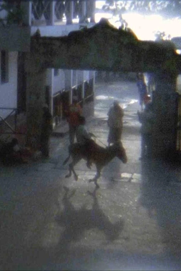 Donkey