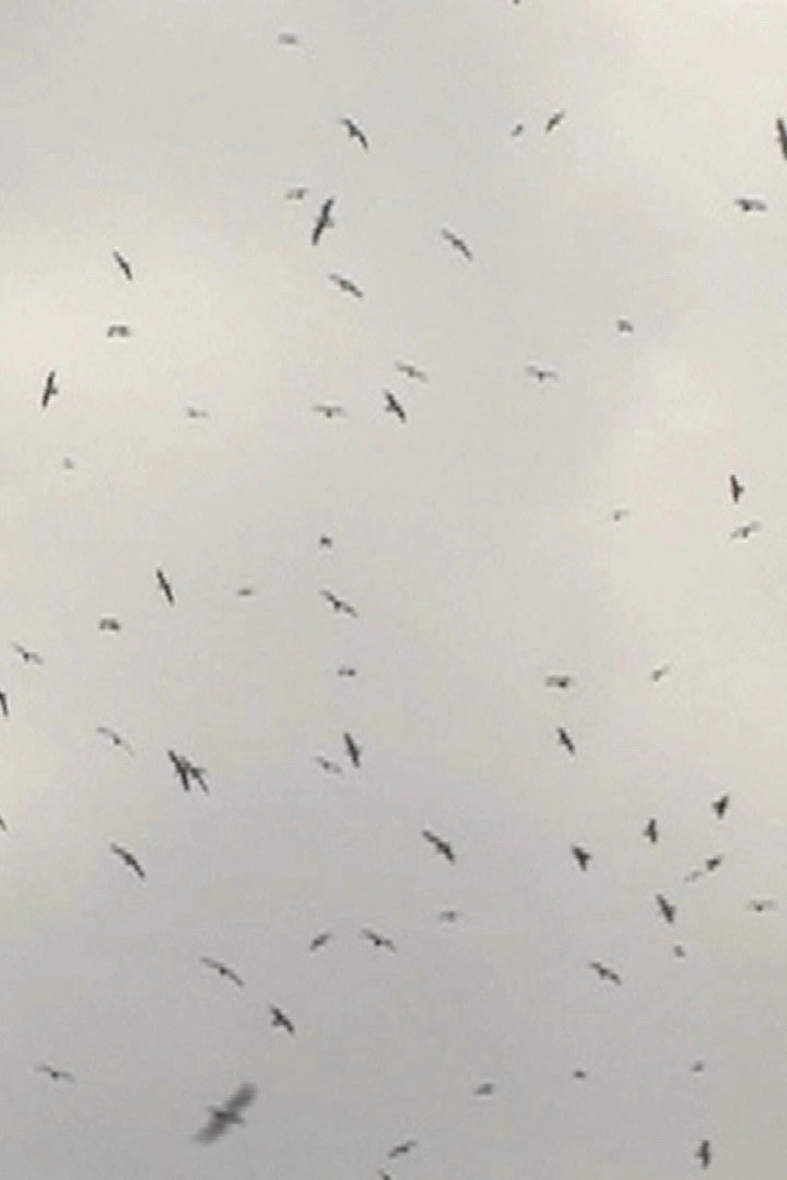 Mumurations