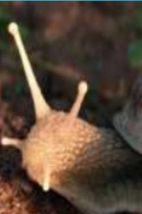 The Left Hand Snail