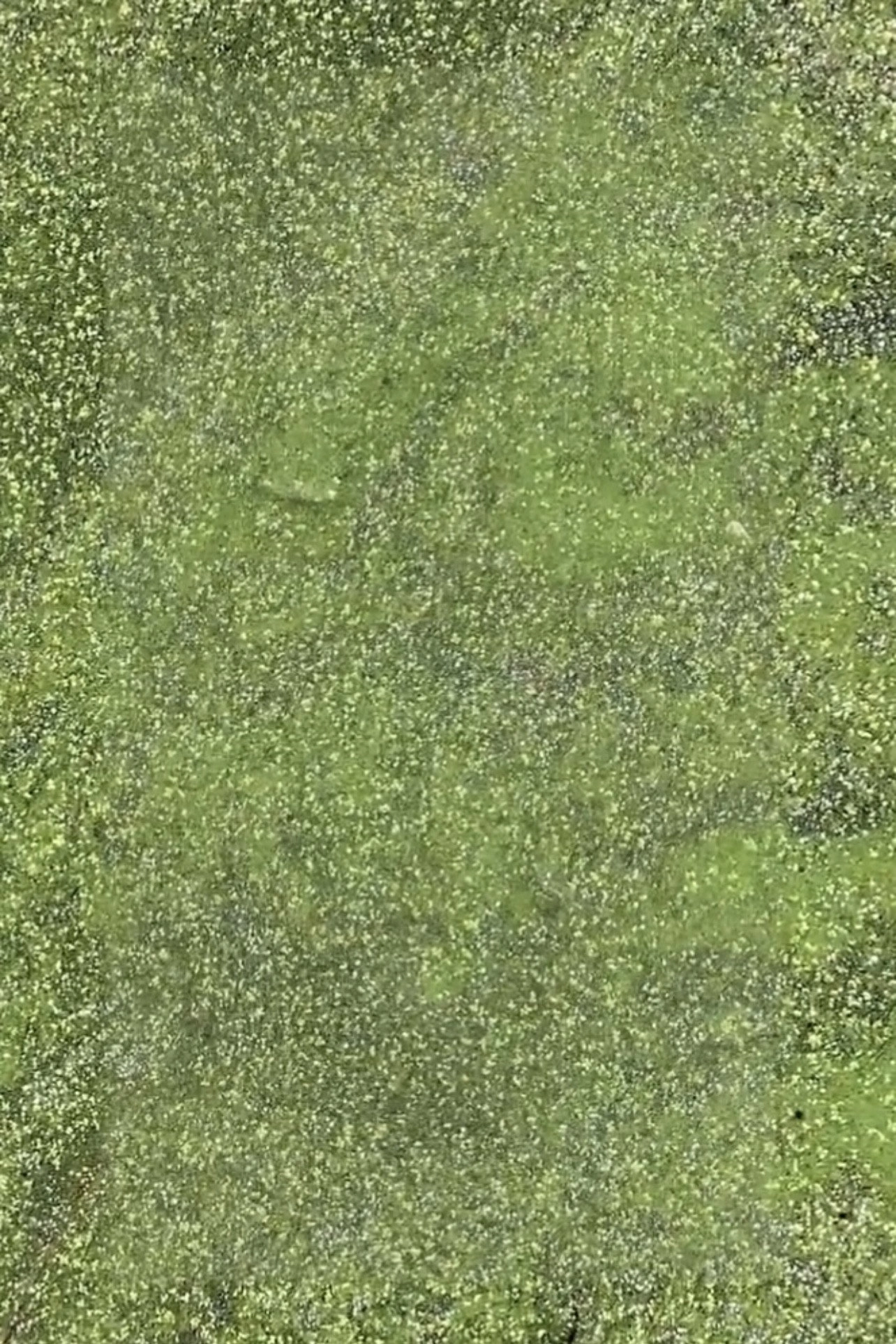 Duckweed