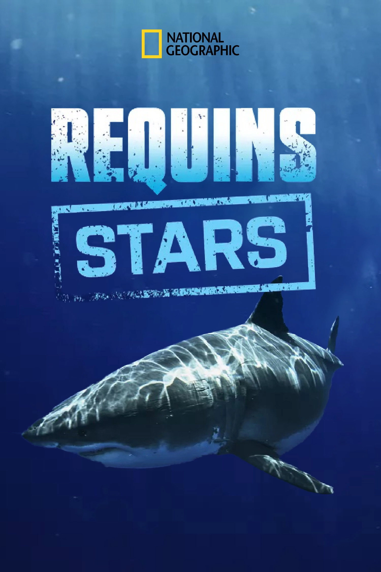 Most Wanted Sharks