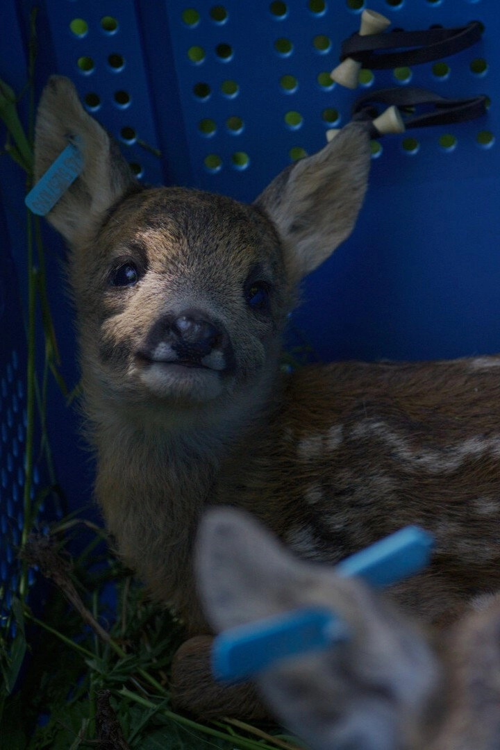 For Deer Life