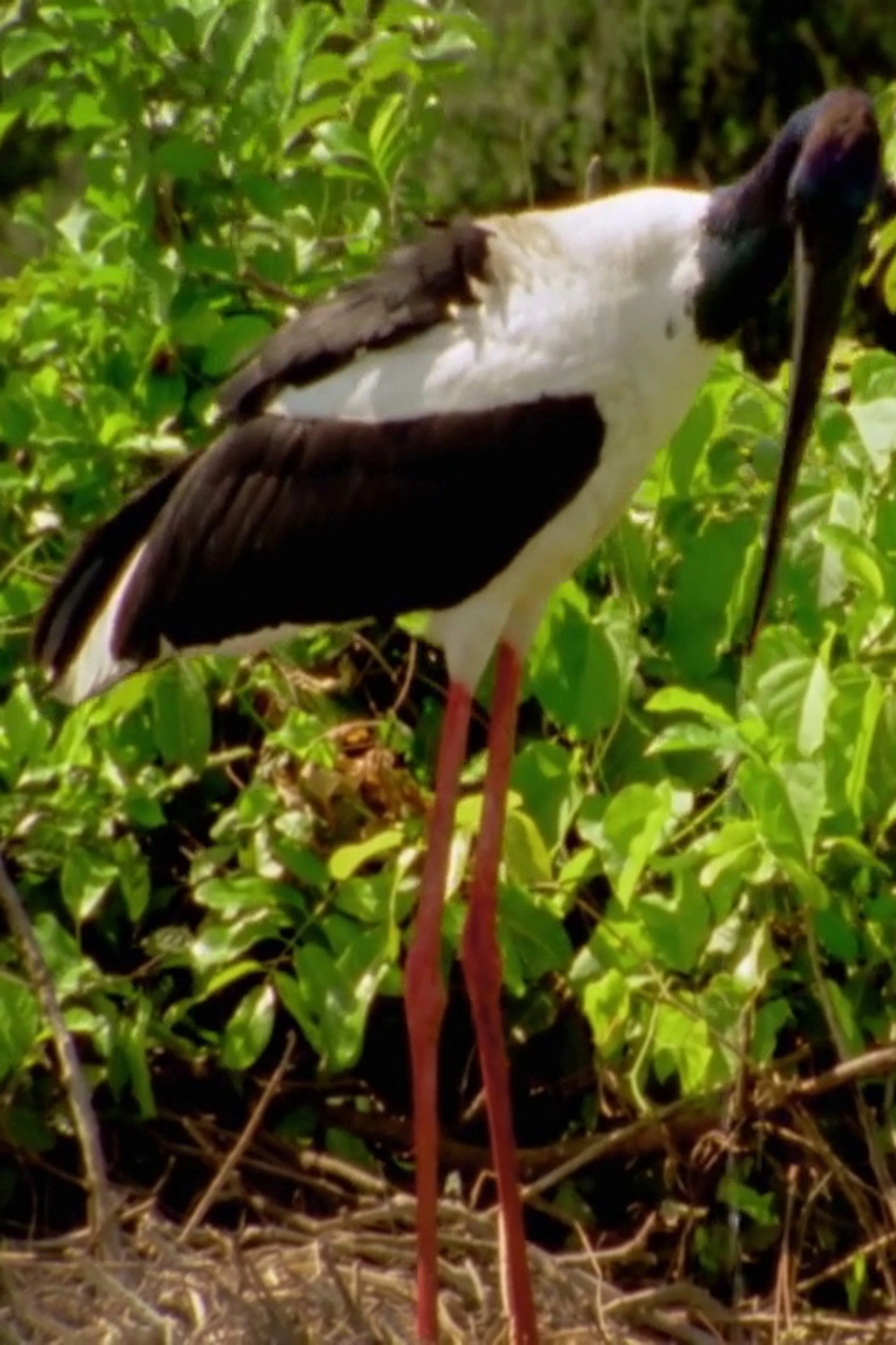 Wild Kakadu