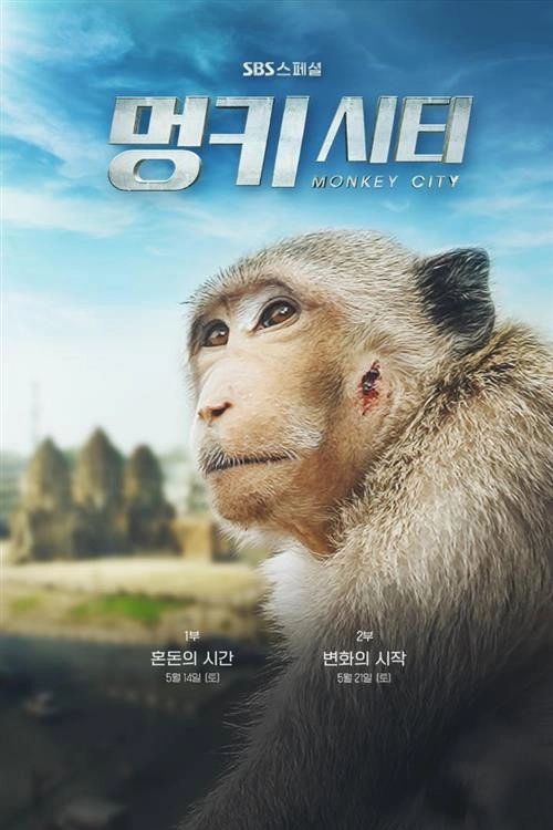 멍키 시티