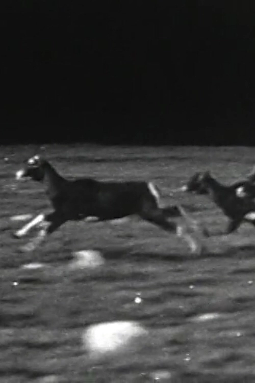 Animals Running
