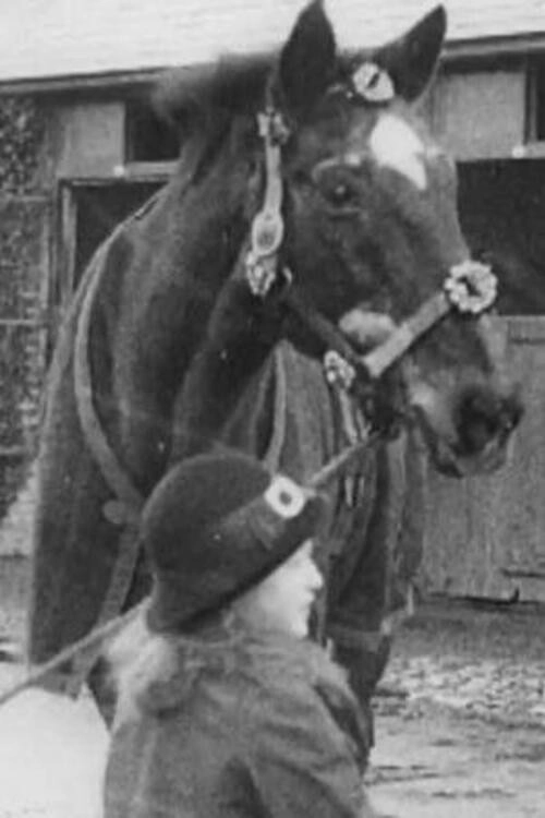 Horses' New Year's Dinner