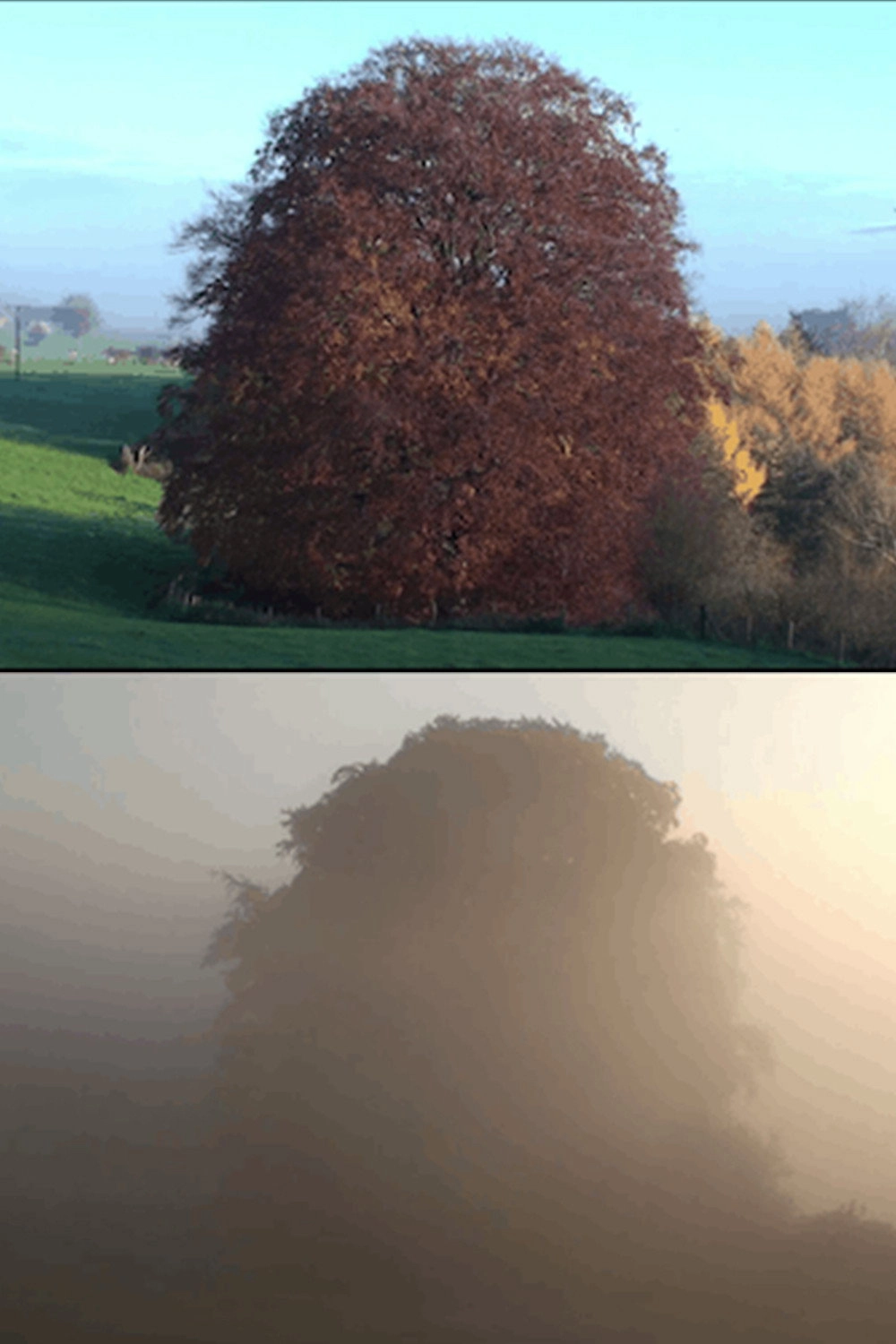 Beech Tree