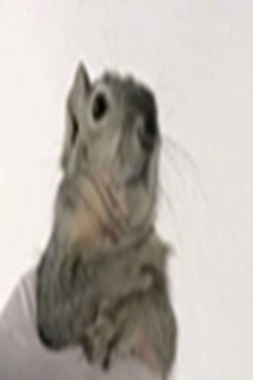 Western Gray Squirrel