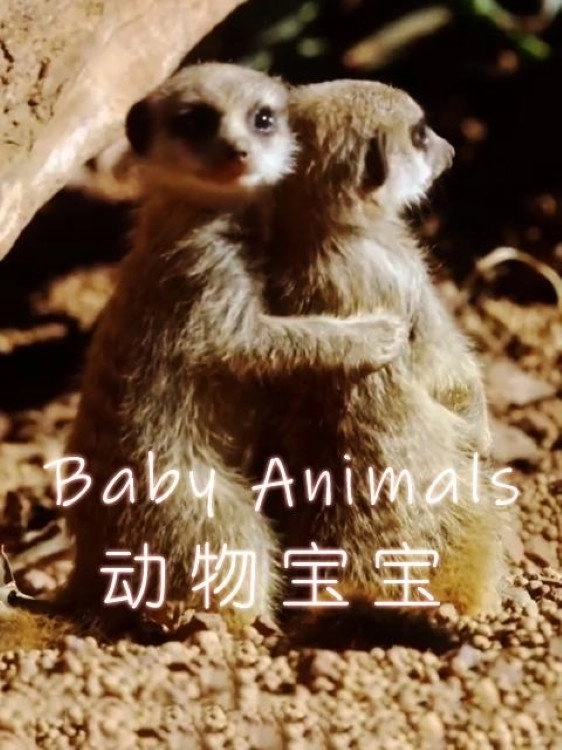 Baby Animals