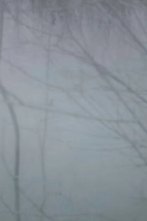 Winter Trees