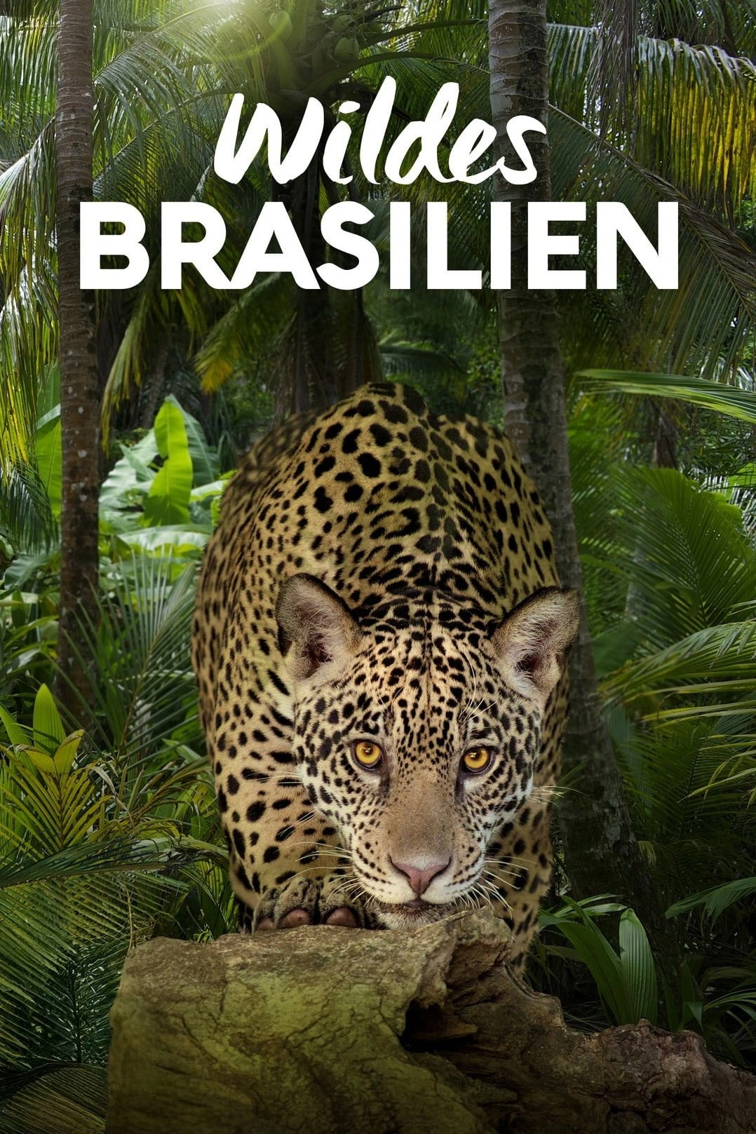Wild Brazil