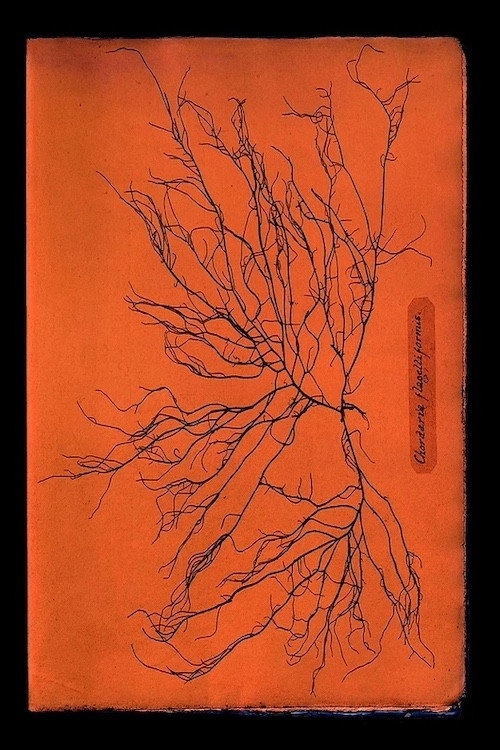 Ghost Protists