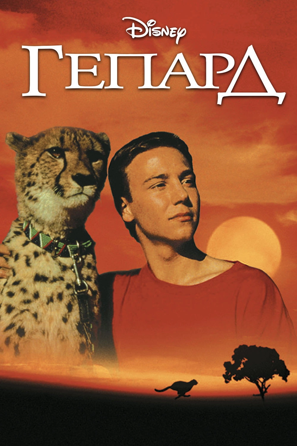 Cheetah