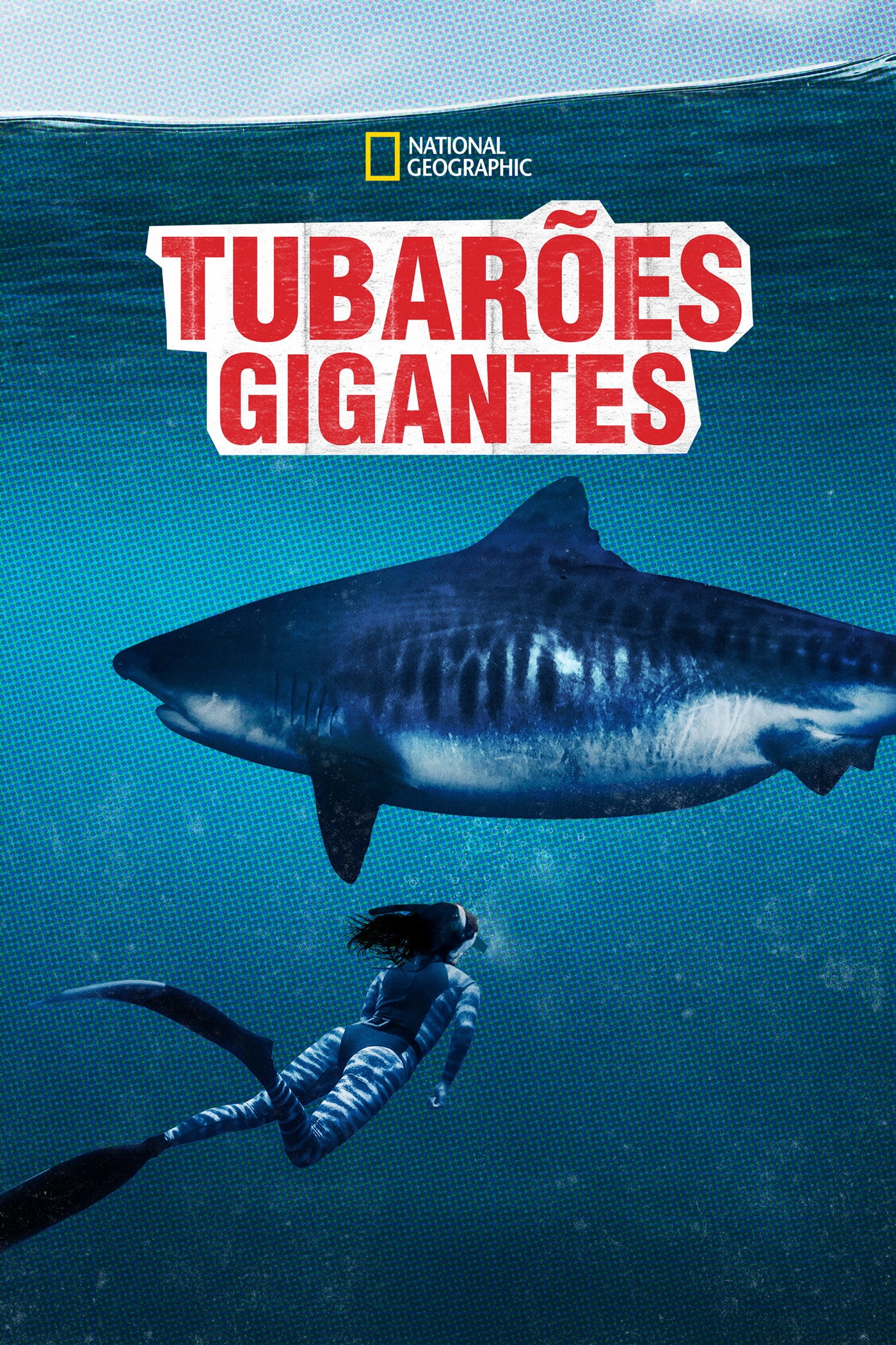 World's Biggest Tiger Shark