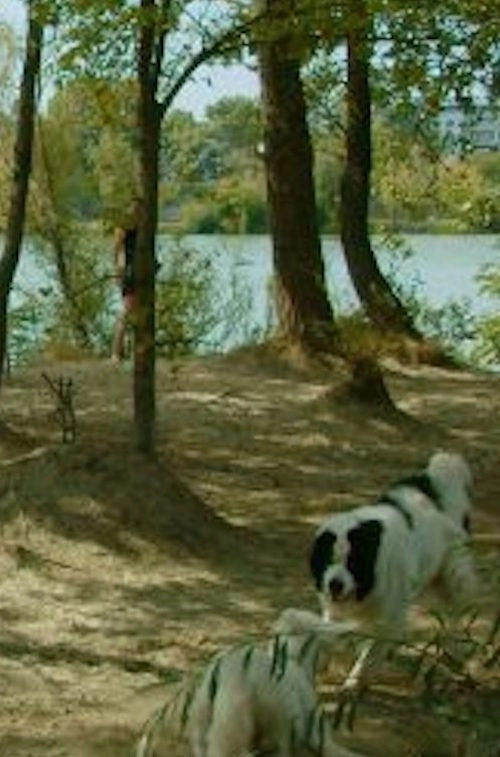 Hundestrand Nord