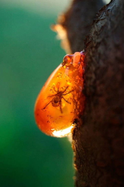 琥珀昆虫