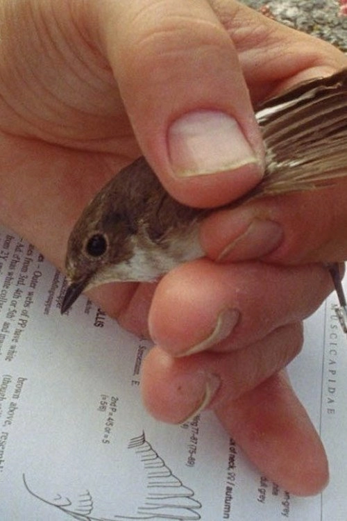 Passerine in Time