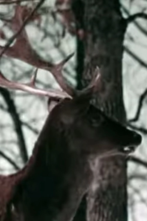 The Christmas Deer