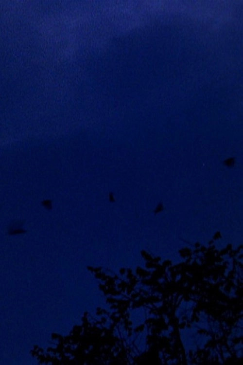 murmurations
