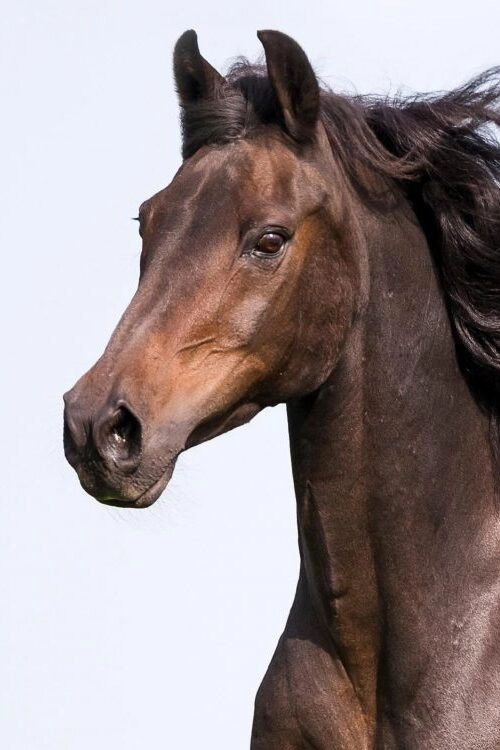 Horse Documentery