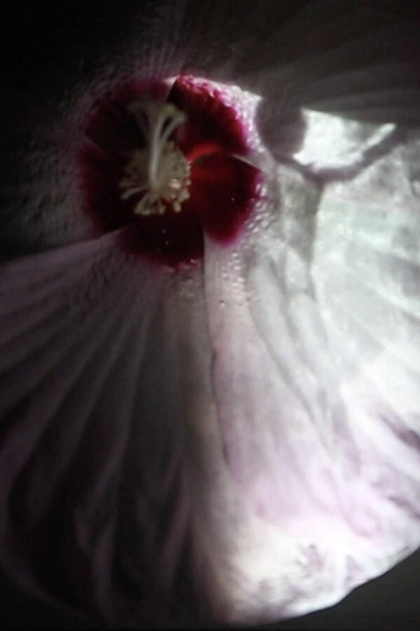 Fleur
