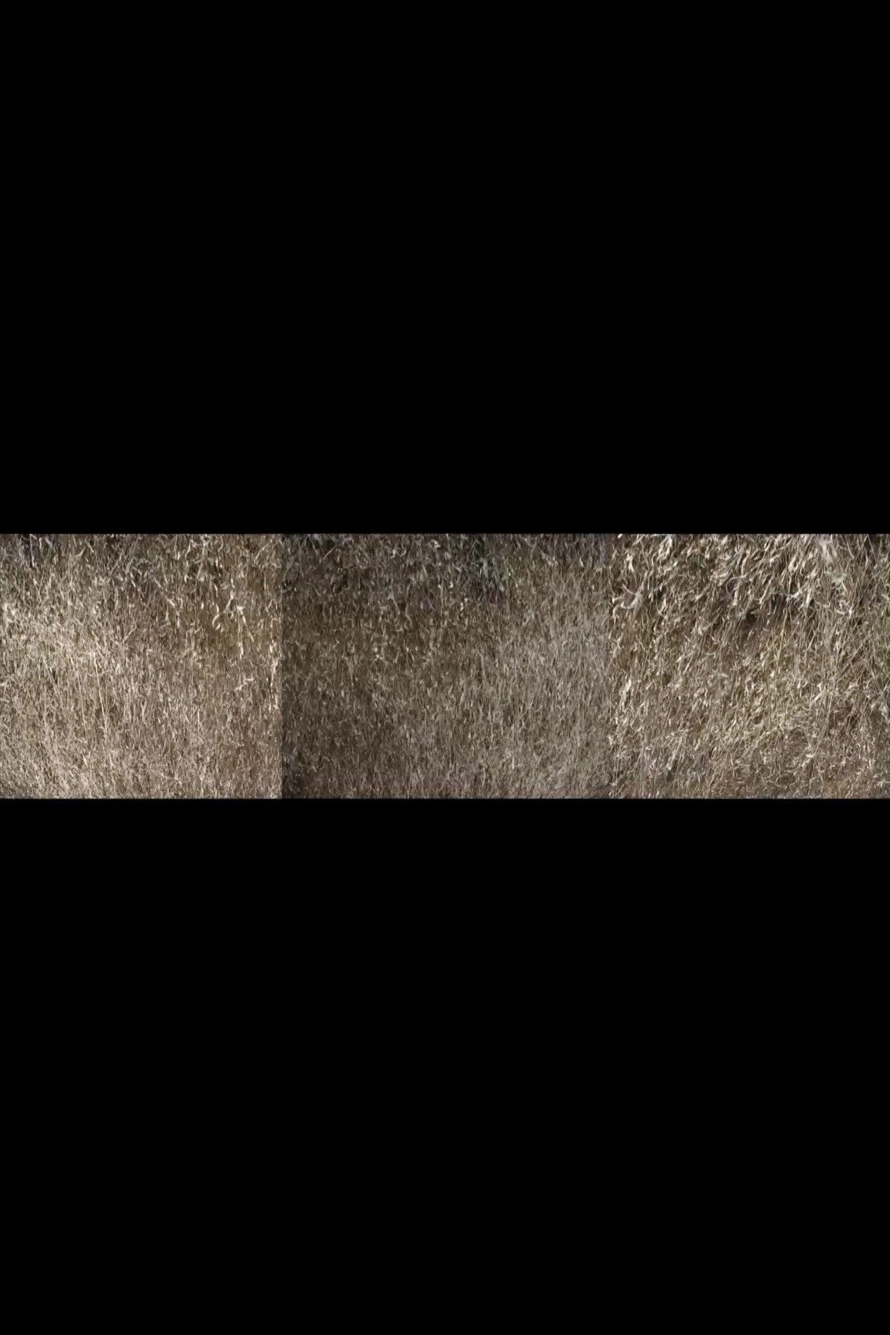 Nebraska Grasses Veils