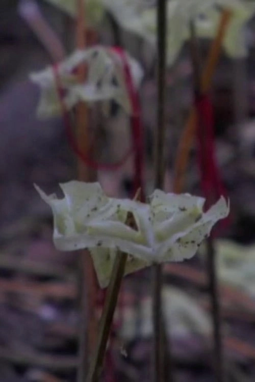 Fragmented Forest