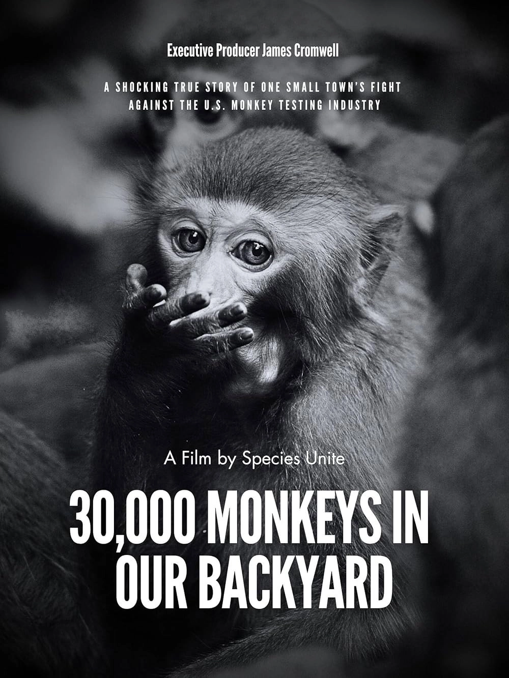 30,000 Monkeys in Our Backyard