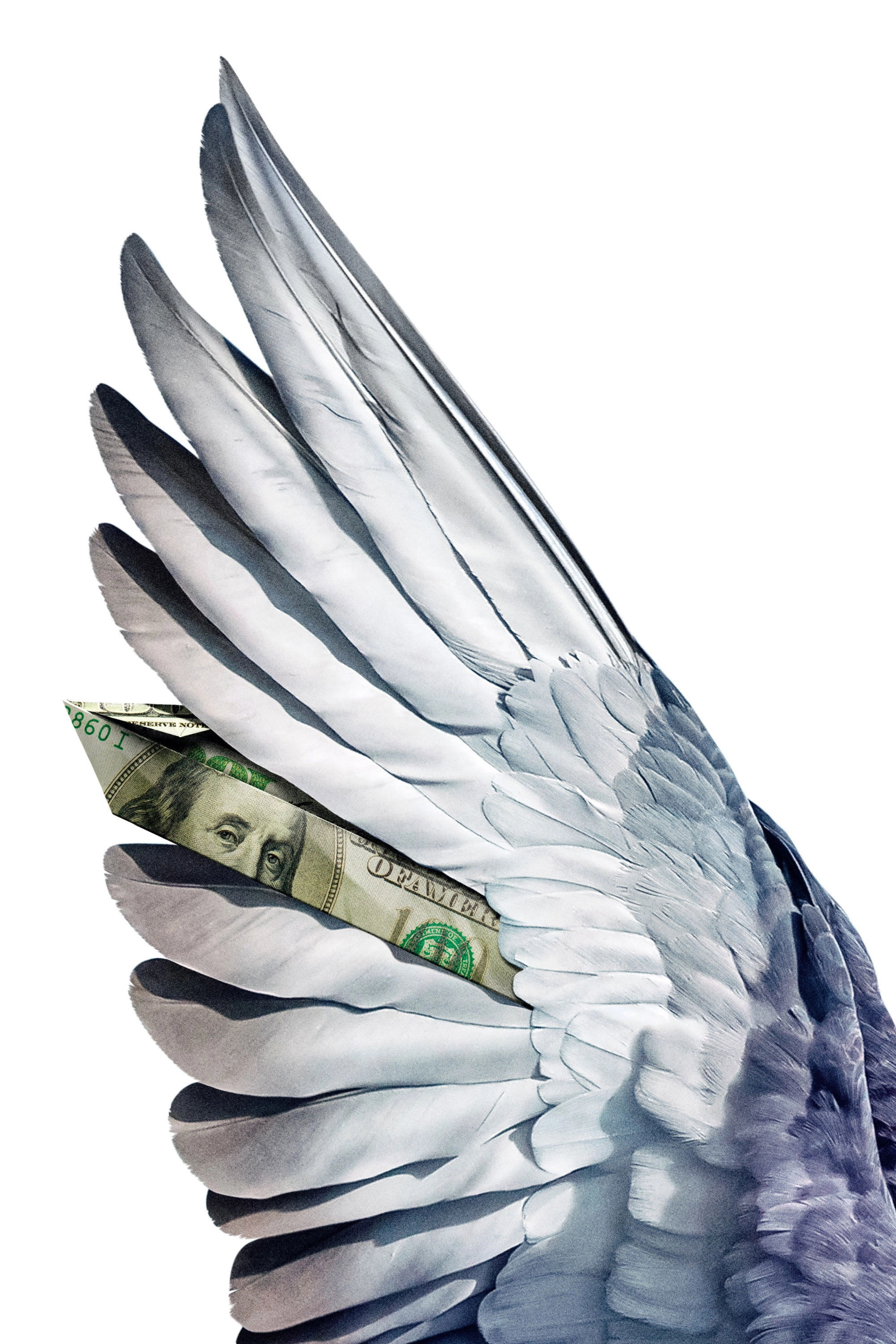 Million Dollar Pigeons