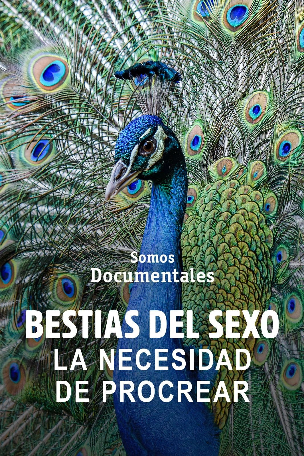 Sexy Beasts: The Need to Breed