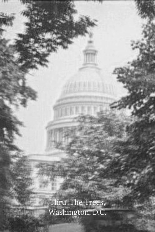 Thru' The Trees, Washington, D.C.