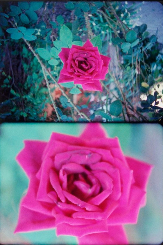 Rose