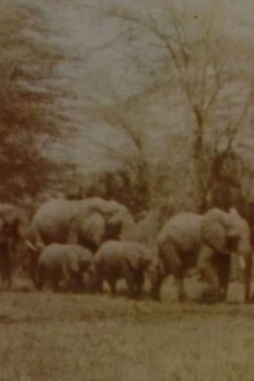 Elephants' Test