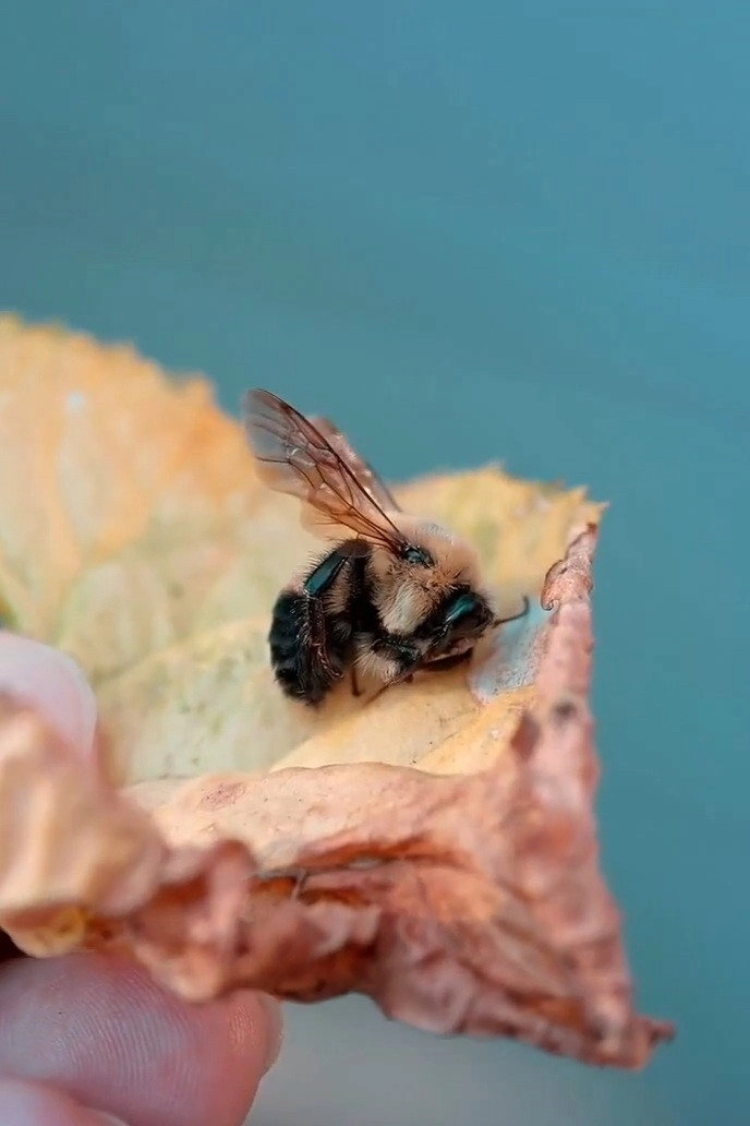 Des abeilles pour demain