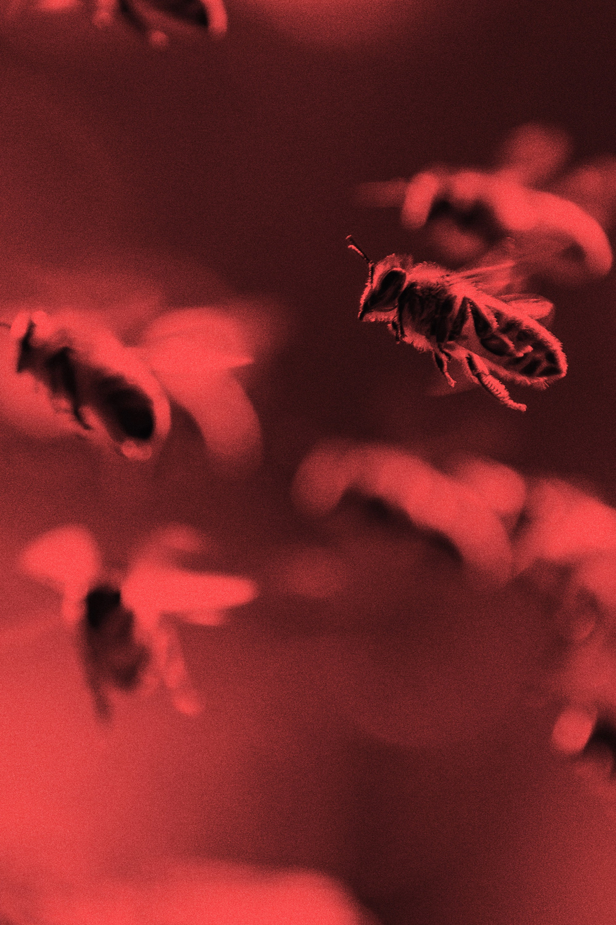 Killer Swarms