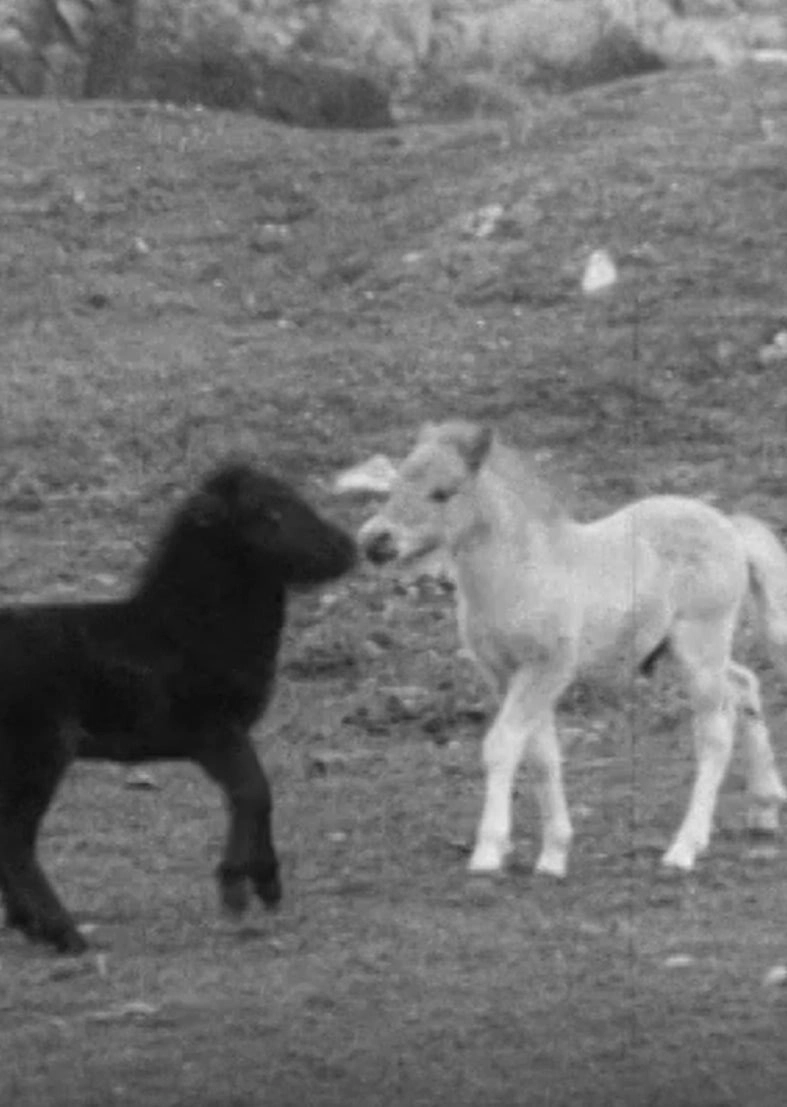 SHETLAND PONY