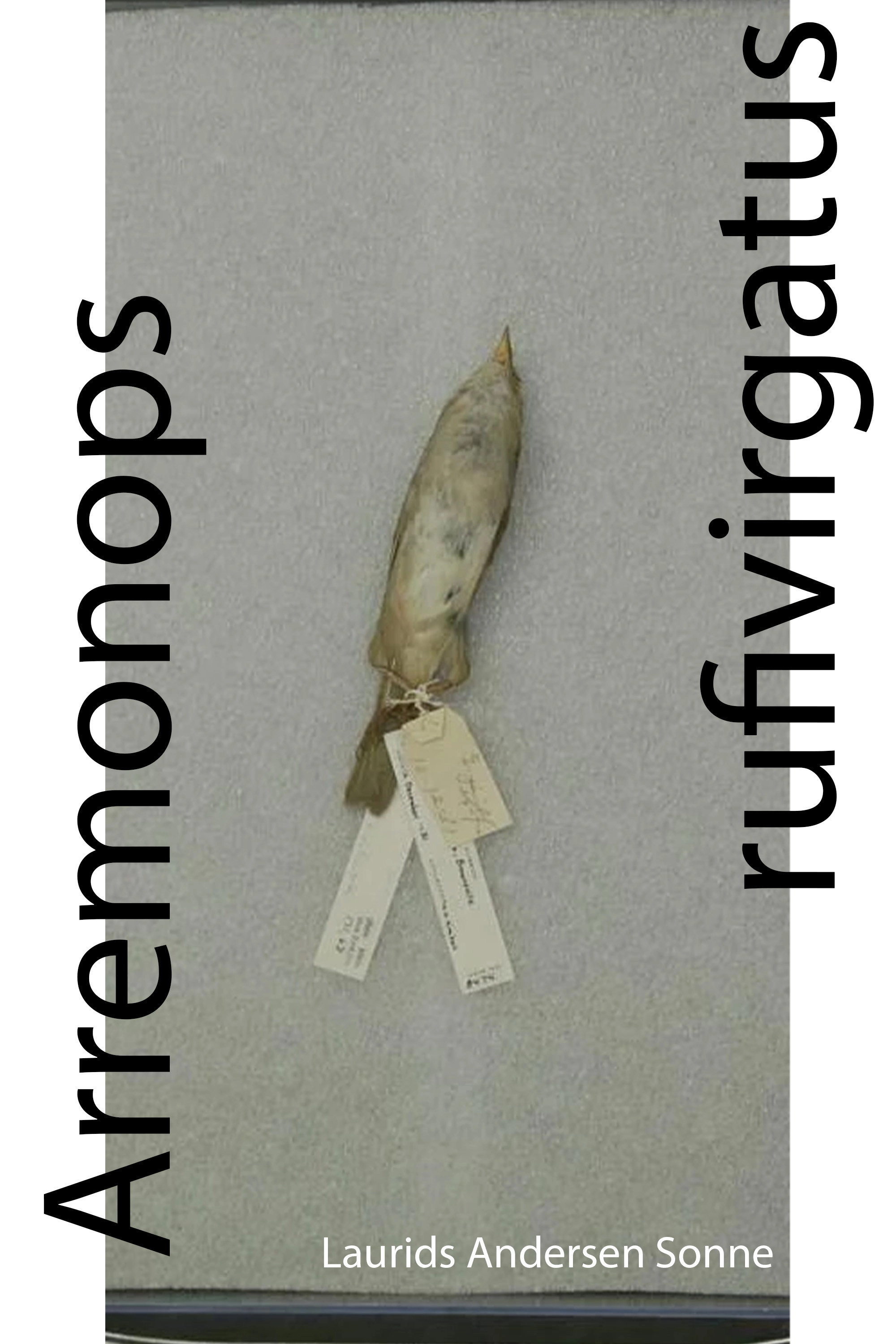 Arremonops rufivirgatus