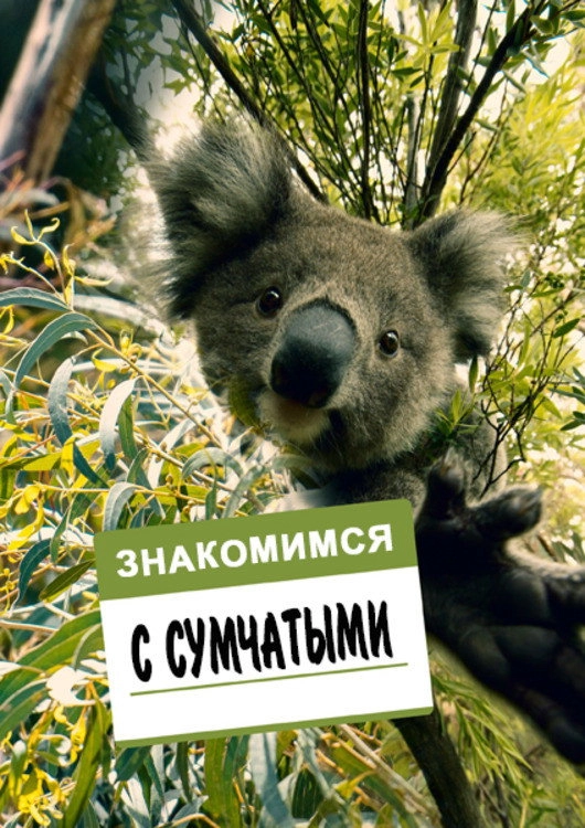 Meet the Marsupials