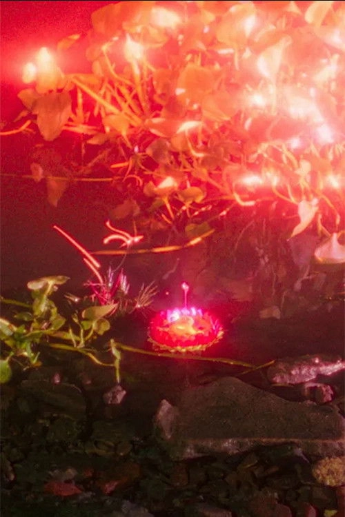 Crazy Lotus