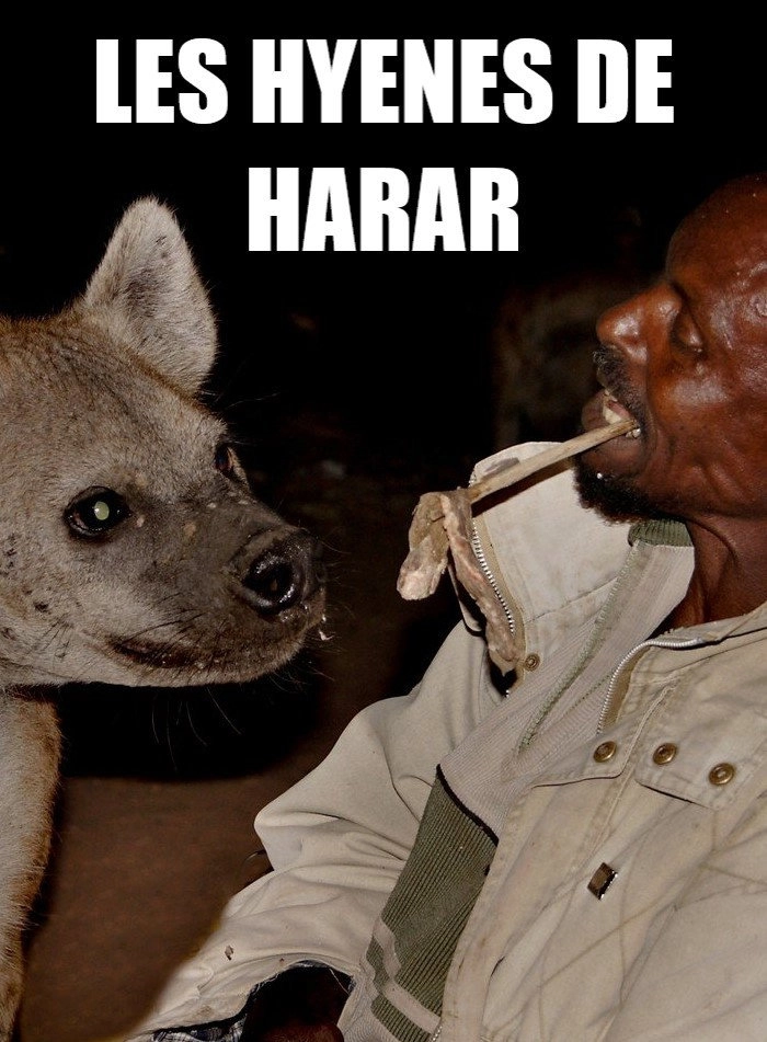 Les hyènes de Harar