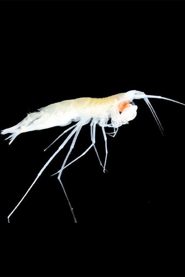 Smallest Predators