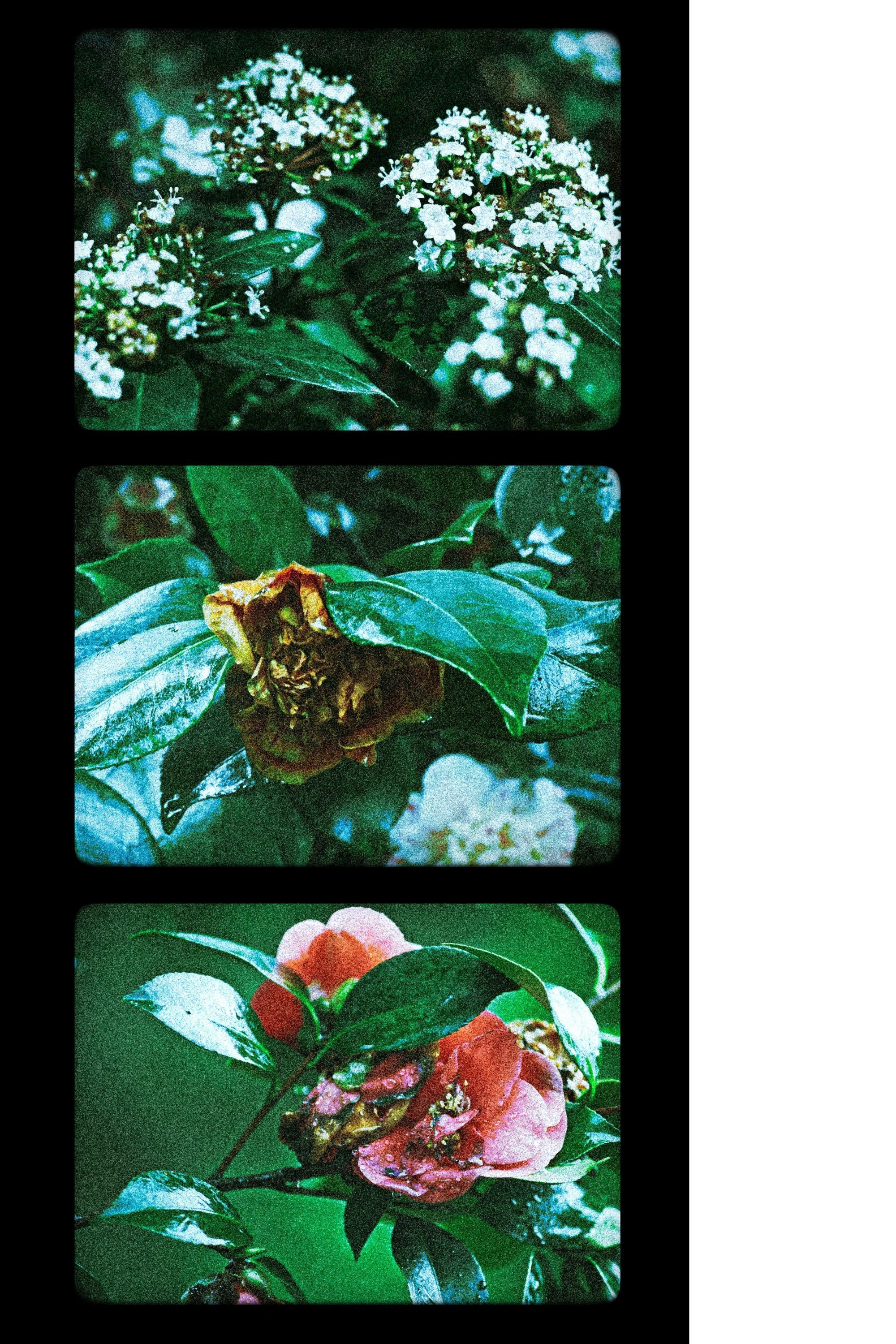 Flowers (III)