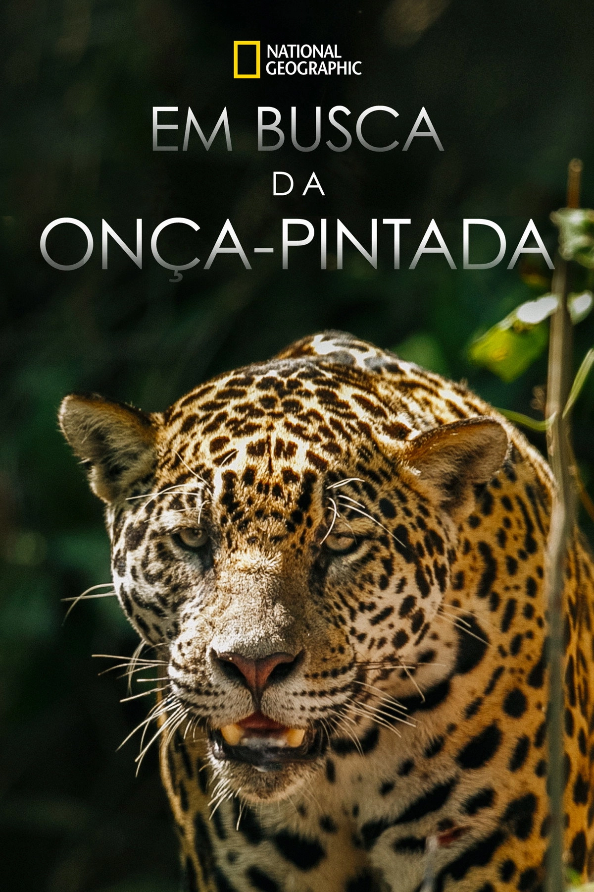 The Phantom Cat: Jaguar