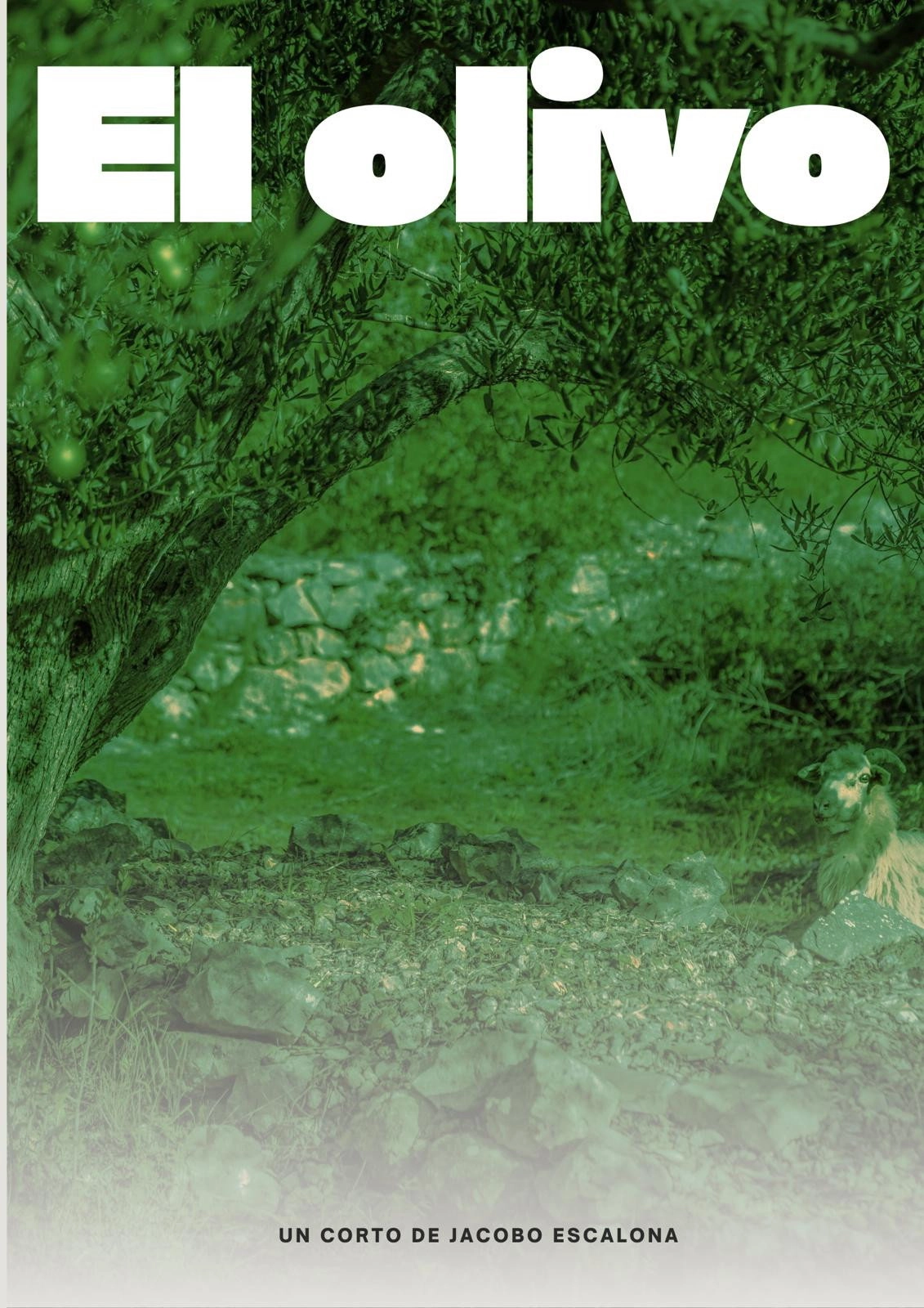 EL OLIVO