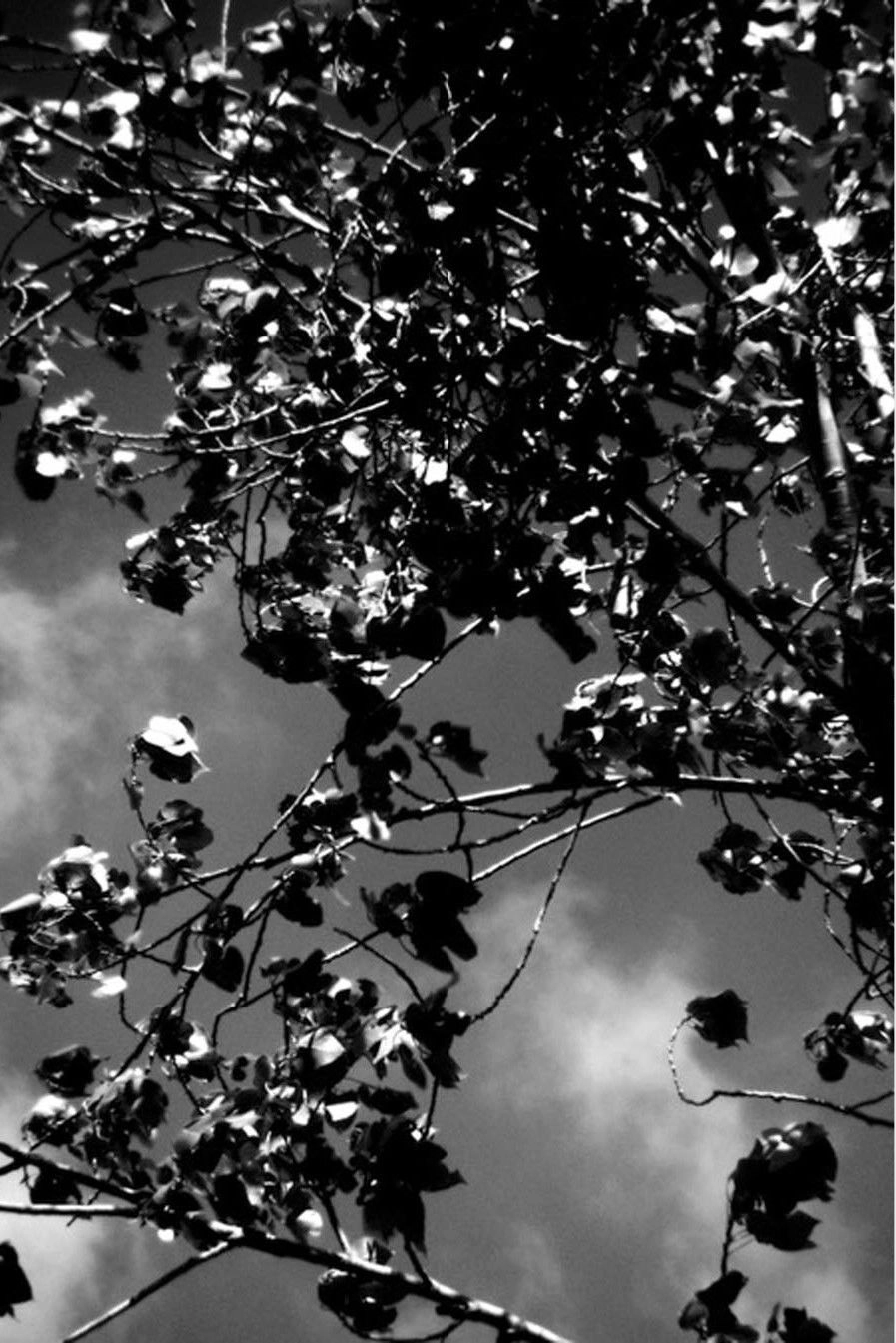 The Wind That Held Us Here