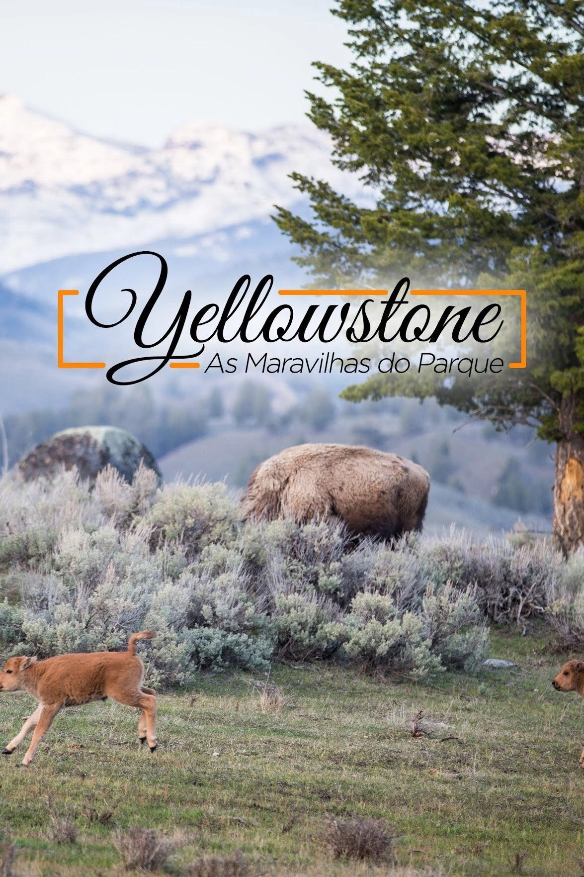 Yellowstone Live