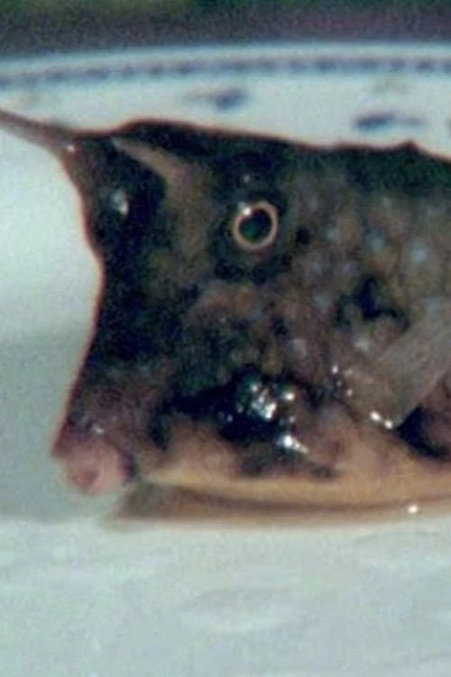 Cowfish