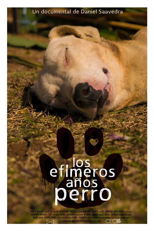 Los efímeros años perro